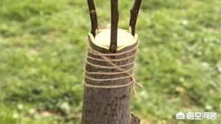 嫁接的意思:嫁接令箭荷花与不嫁接有什么区别？