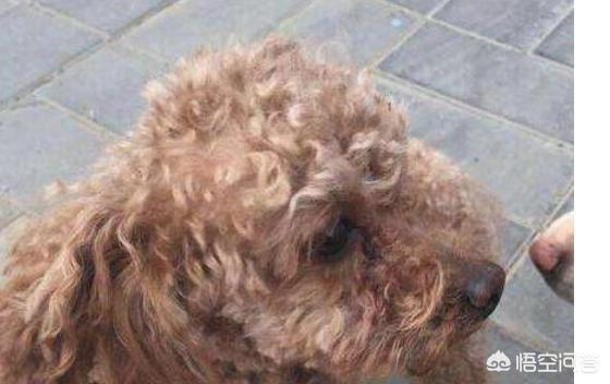 比格犬性格公泰迪绝育:泰迪到底要不要做绝育手术？