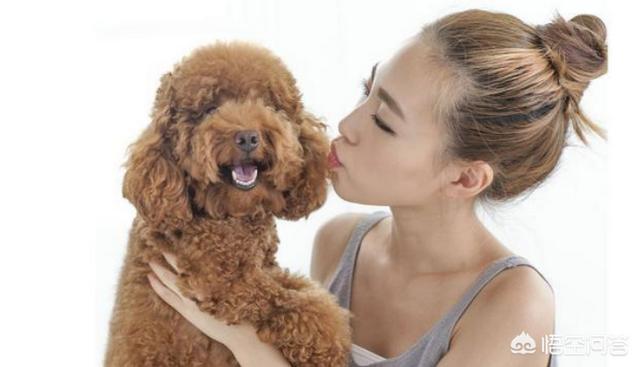 比格犬性格公泰迪绝育:泰迪到底要不要做绝育手术？