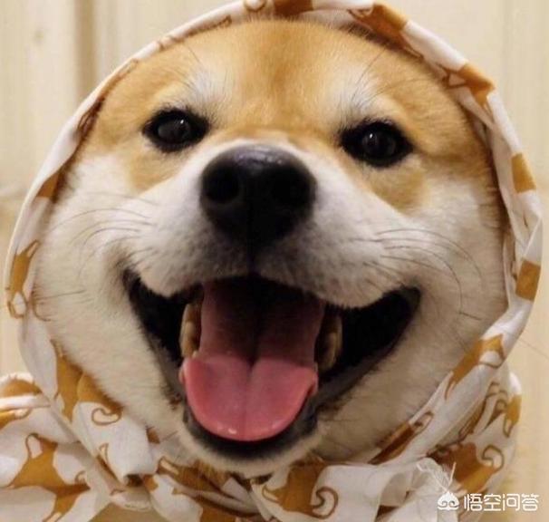 一位忠诚的守望犬:什么狗狗最忠诚，会为主人卖命一辈子？