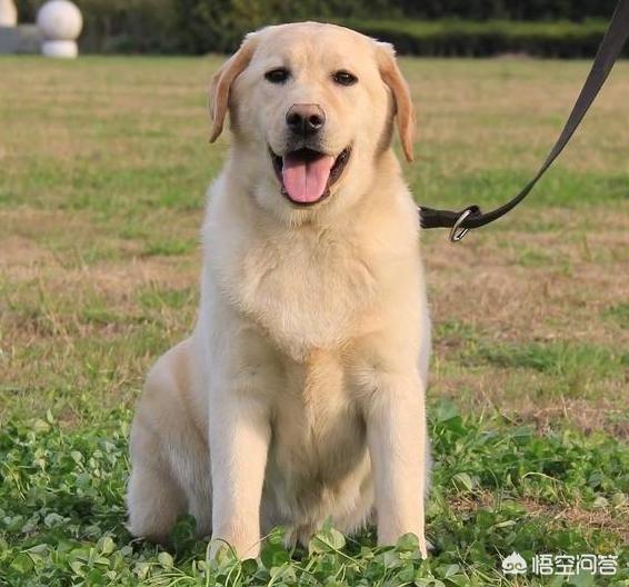 一位忠诚的守望犬:什么狗狗最忠诚，会为主人卖命一辈子？