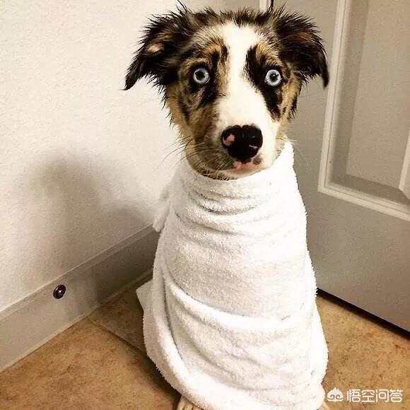 加菲猫的宠物医院软件:想给家里猫猫修剪一下毛南充宠物医院有木有？ 加菲猫宠物医院破解版