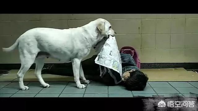 狗狗影视:电影那些有狗的故事作用在哪？