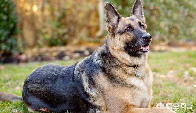 秋田犬八公:秋田犬八公的故事 《忠犬八公的故事》为什么催人泪下？