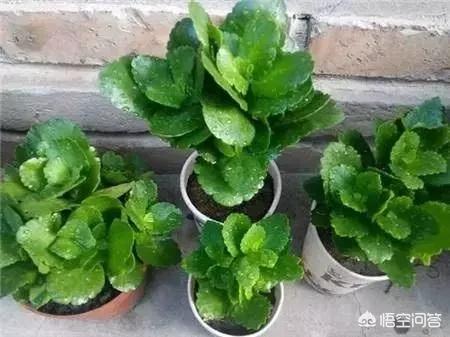 长寿花的繁殖方法:长寿花的繁殖方法图解 长寿花什么时候扦插繁殖成活率高?都需要注意什么？