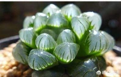 冰灯玉露繁殖:冰灯玉露开花 如何正确的养殖玉露，要注意哪些？