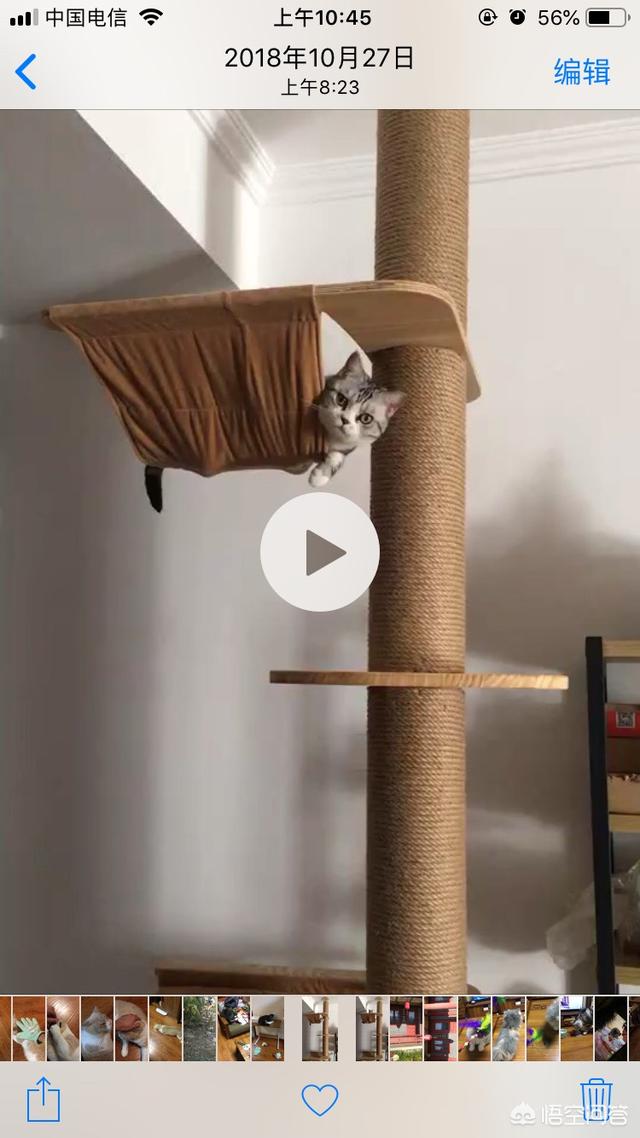 camily猫爬架怎么样:猫爬架有必要买么，想看大家晒晒你们主子的猫爬架，求推荐啊？
