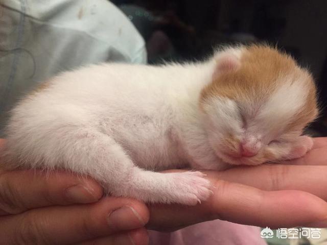 我们家猫咪快要生了，跟前跟后的一直望着我叫，给猫粮也不吃了。是什么原因？插图4