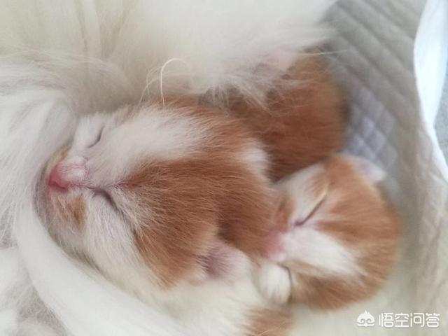 我们家猫咪快要生了，跟前跟后的一直望着我叫，给猫粮也不吃了。是什么原因？插图5