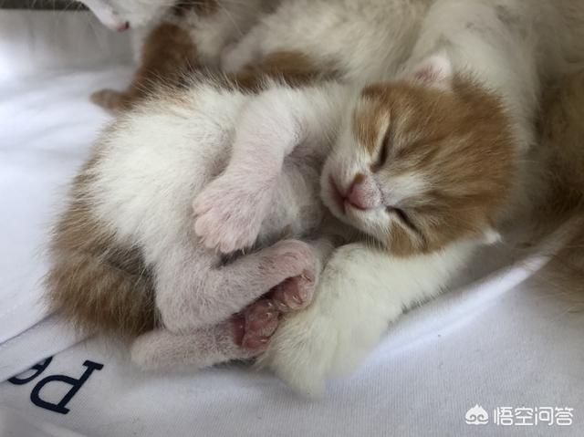 我们家猫咪快要生了，跟前跟后的一直望着我叫，给猫粮也不吃了。是什么原因？插图7