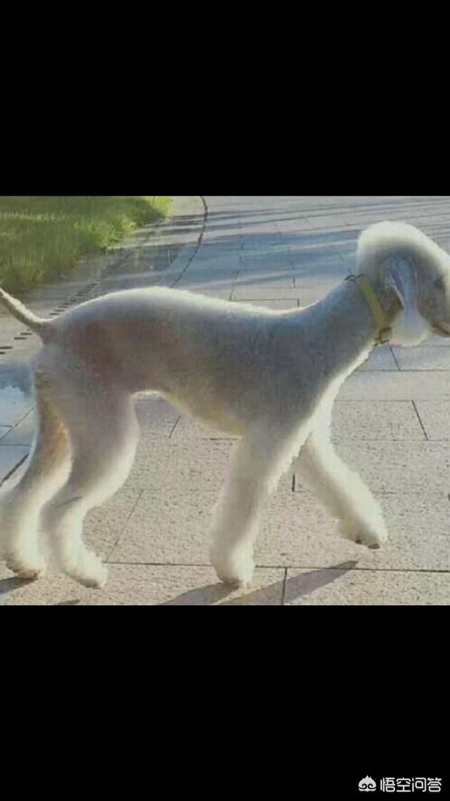 贝林登梗和贝灵顿梗的区别:楼楼妹子一枚，想养一只中型犬，边牧适合还是萨摩耶嘞？