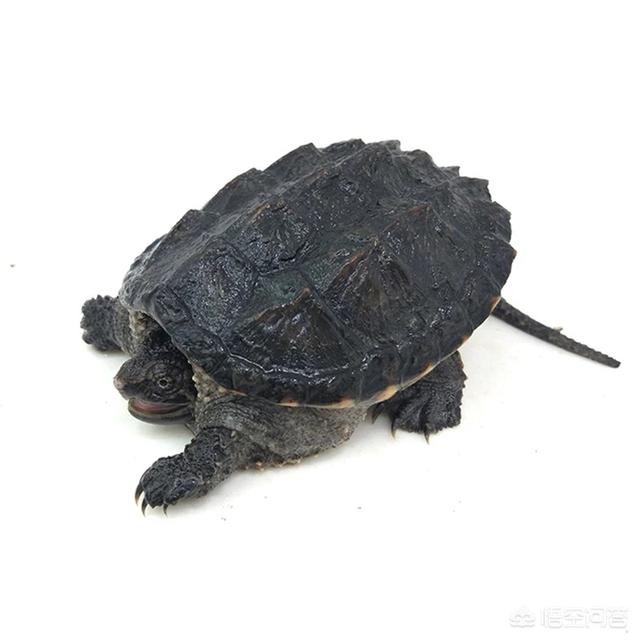 给小乌龟吃什么最好:刚买的乌龟，要给它们吃什么呢？