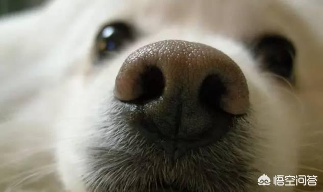 psp黄金猎犬:明星和黄金猎犬 黄金猎犬和拉布拉多怎么区分？