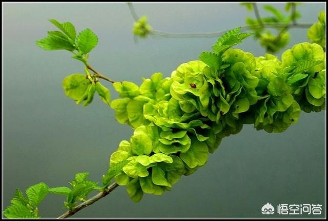 你们那里的农村还有榆树吗？现在又到了该摘榆钱吃的季节了？榆钱怎么做好吃呢？