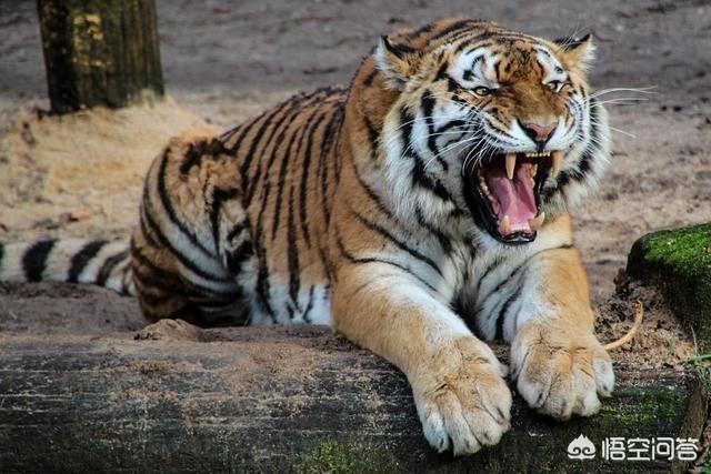 猫见了老鼠为什么拔腿就跑猜生肖:为什么野生动物看到不同类的动物时不跑，一看到人就跑？