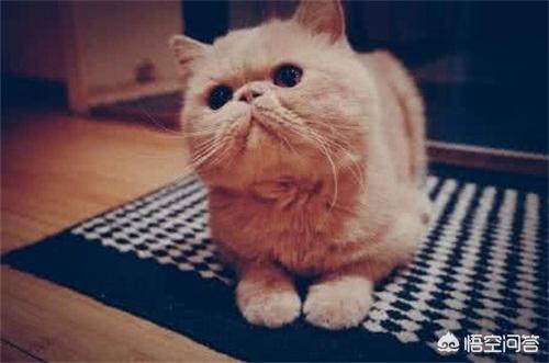 重庆 异短猫:异短感冒会自愈吗，异短在夏天感冒正常吗？