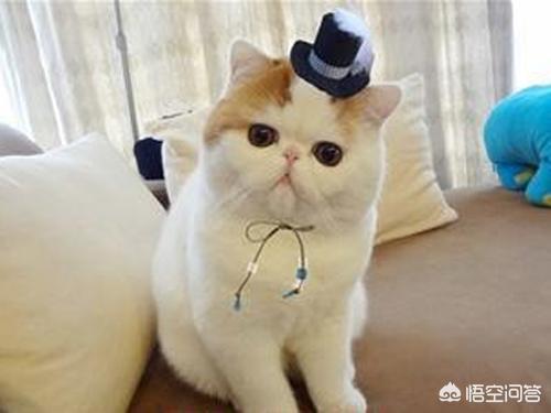 重庆 异短猫:异短感冒会自愈吗，异短在夏天感冒正常吗？