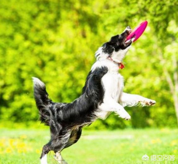 边境牧羊犬训练教程这3点你必须知道:怎样训练边牧才会对我服服帖帖？ 边境牧羊犬怎样训练成警犬