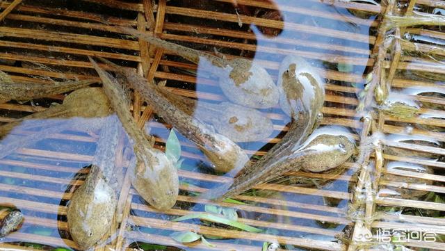 农村里的蟾蜍人可以吃吗，农村池塘里的小蝌蚪，人可以吃吗