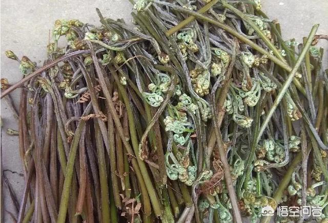 清明节到五一前后,在农村,有哪些野菜可以食用？野菜怎么做比较好吃？