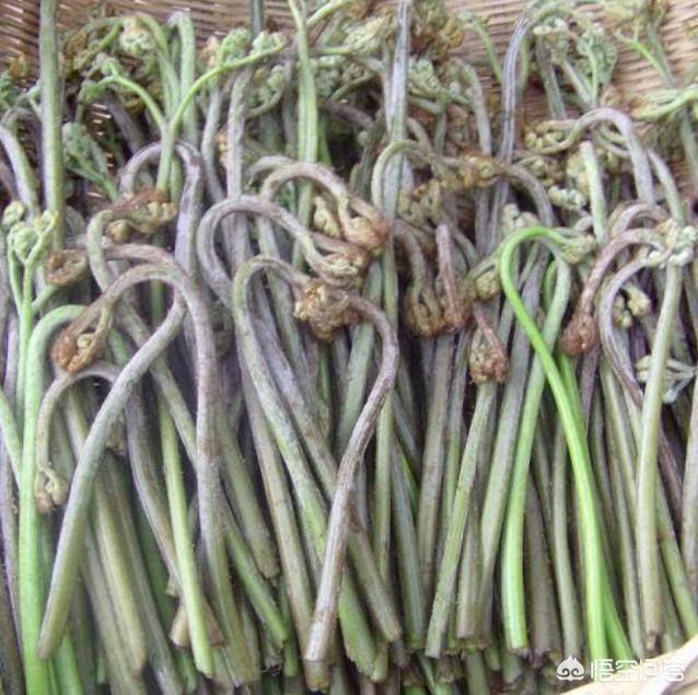 你的家乡有哪些好吃的山野菜？