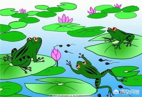 刚变成小青蛙的蝌蚪吃什么:请教各位，青蛙蝌蚪期，什么时候可肥水？