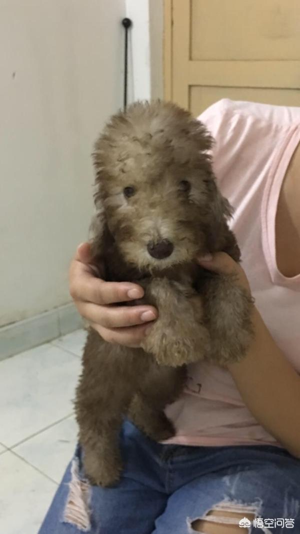 美女在宠物店买小狗视频:从狗贩处买狗和在宠物店买狗有什么区别？