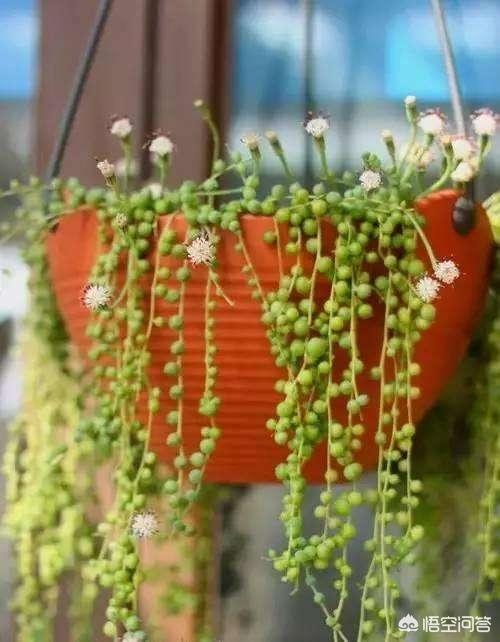 珍珠吊兰冬天放在哪里:珍珠吊兰放在家里哪个位置 珍珠吊兰如何养护能开出芬芳的小花？