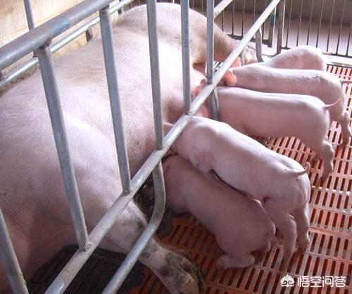 母猪脱肛是怎么回事:母猪霉菌毒素中毒都有哪些影响？