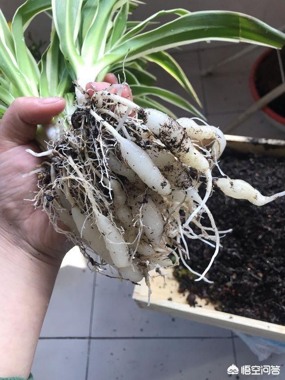 蜈蚣草长出了很多细根:吊兰的根怎么长成一坨一坨的白块，是不是根瘤？要不要剪掉？