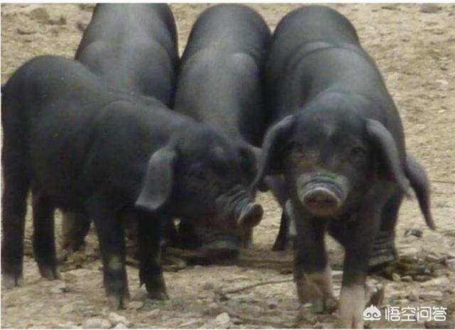 一头黑猪能卖多少钱，一头黑猪养一年的费用是多少