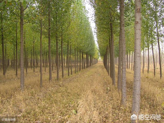 农村收杨树芽会用来干什么，农村大量砍伐杨树，用什么品种的树代替更合适呢