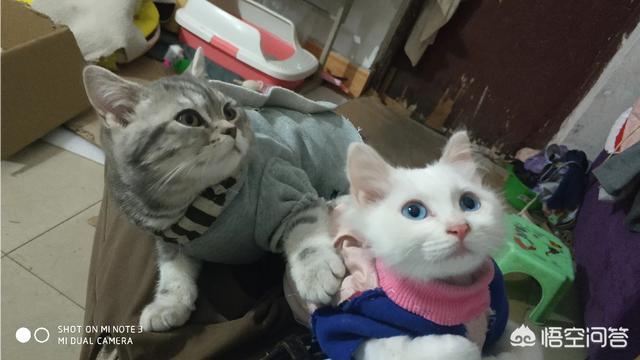 猫咪感冒会自愈吗，猫咪感冒了，要注意些什么呢正常几天可以好