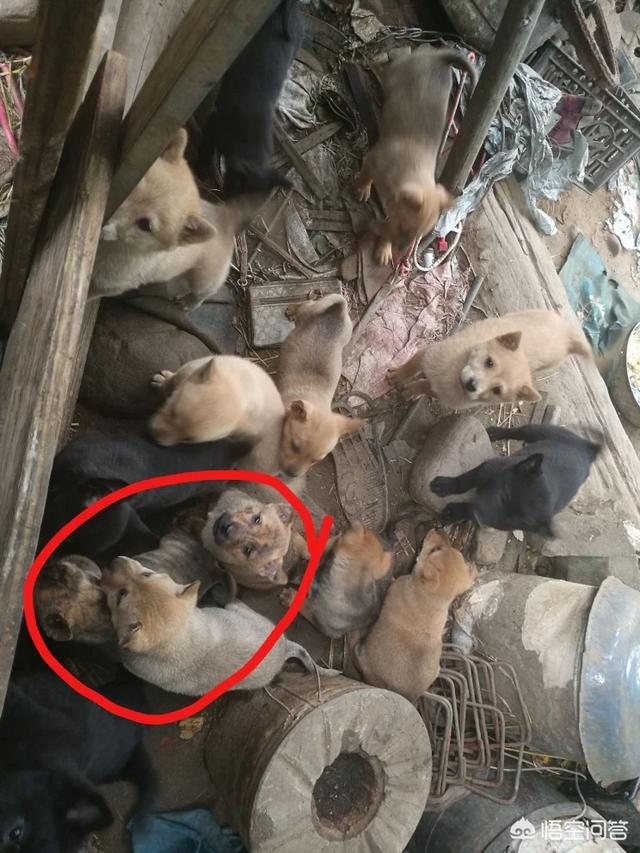 中华田园犬吧:养“中华田园犬”会被人嫌弃吗？