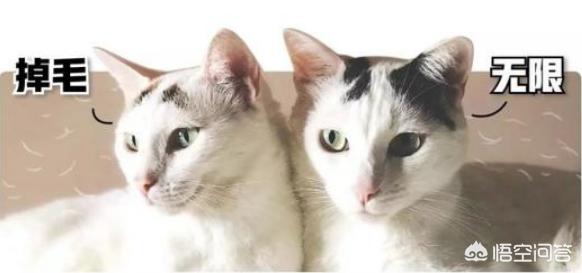 异国短毛猫 广西论坛:想养一只掉毛少，异味小一点的猫，有何建议？