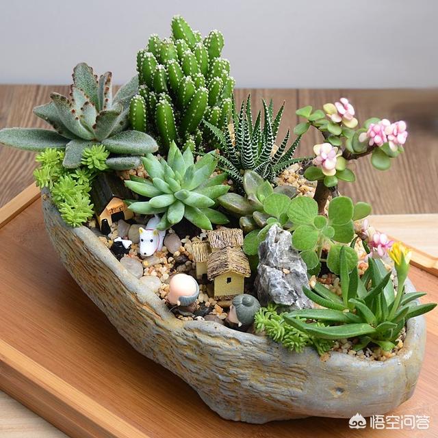种植多肉,该如何选盆？