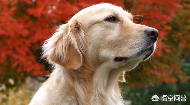 金毛犬有什么缺点？插图12