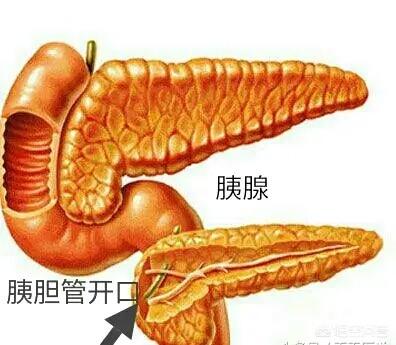 胰腺炎的症状:胰腺炎的症状及治疗 胰腺炎都会疼痛吗？胰腺炎有哪些症状？