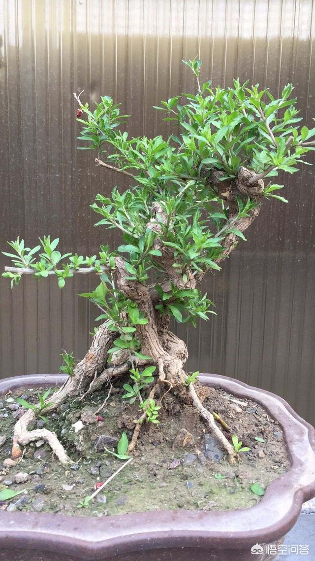 铁线蕨怎样制作盆景:新买的一盆铁线蕨，种植好需要注意什么？