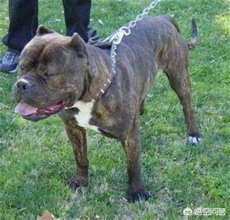 加纳利犬:加纳利犬怎么增强全身肌肉？