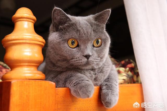 蓝猫的智商到底有多高？