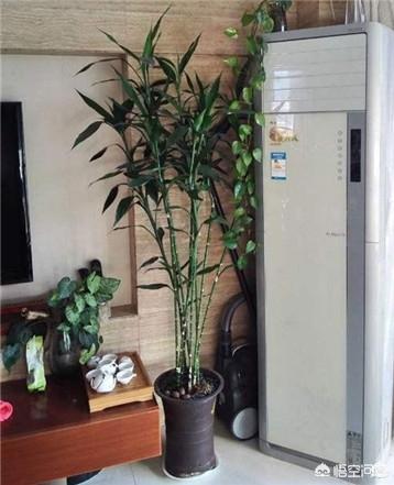 富贵竹的种植方法图解:有什么办法可以让富贵竹快速生长？