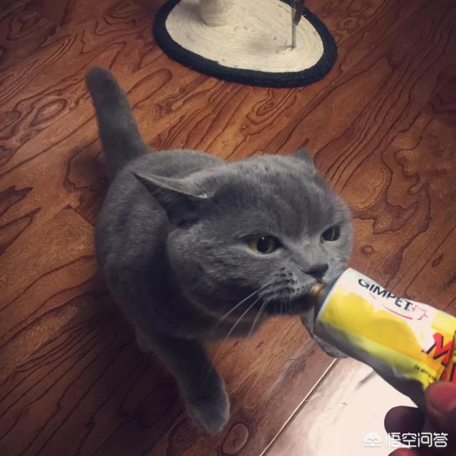 欧洲短毛猫体重体型:养了蓝猫三个月却不让抱，是怎么回事？