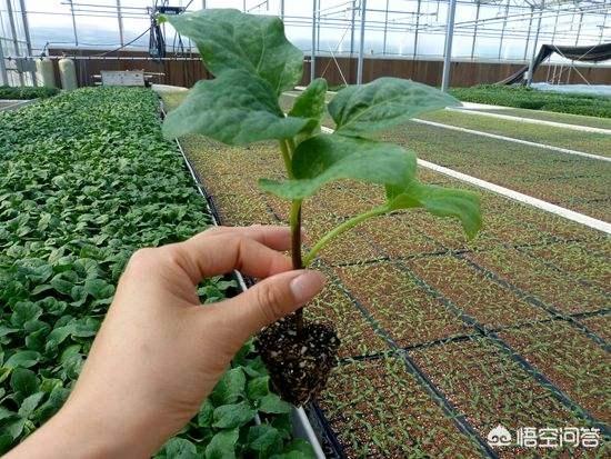 在蔬菜嫁接过程中，该如何正确选择砧木呢？