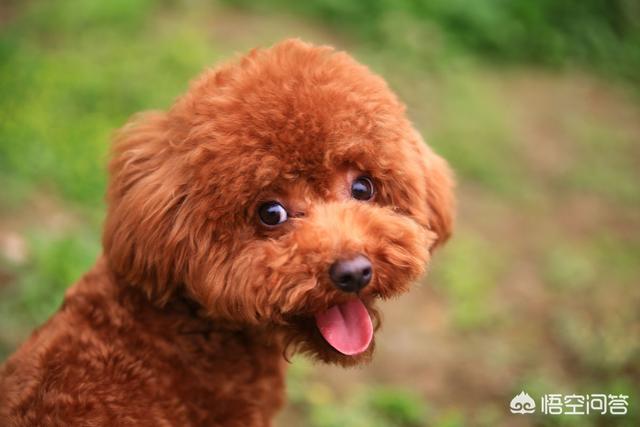 迷你腊肠犬好不好养:想养一只长不大且聪明爱卫生的狗狗，什么品种的好？