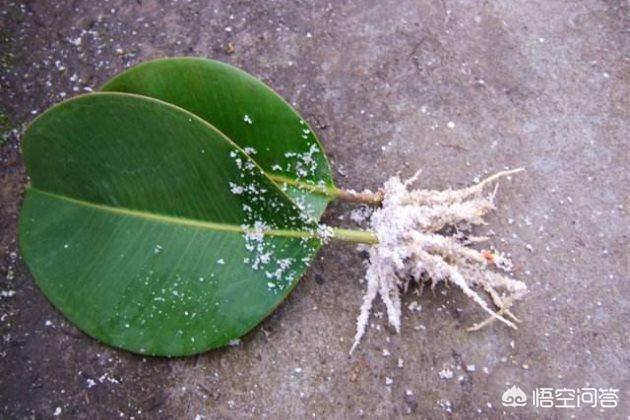 八仙花能用水插繁殖吗?:橡皮树是如何繁殖的？会不会开花？