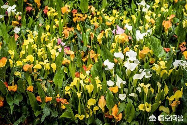 彩色马蹄莲花后处理:彩色马蹄莲花后怎么处理 彩色马蹄莲上盆用什么土？