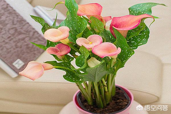 彩色马蹄莲花后处理:彩色马蹄莲上盆用什么土？