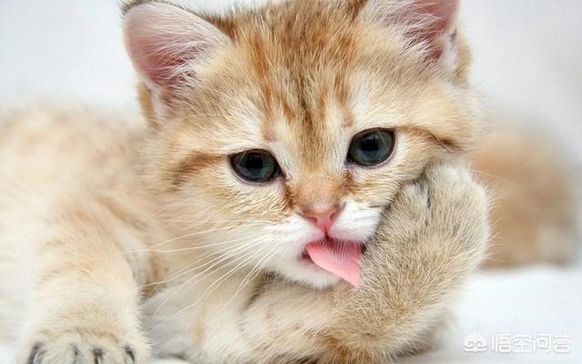 卡尔特猫:卡尔特猫吃东西没胃口瘦了，猫咪瘦了吃什么好？