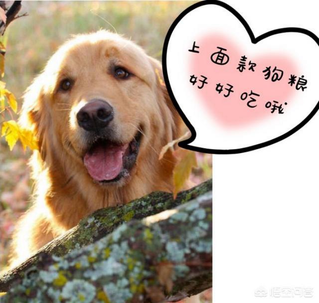 金毛巡回猎犬成本:上班族想养金毛可以么，金毛好养么，一年得需要多钱？